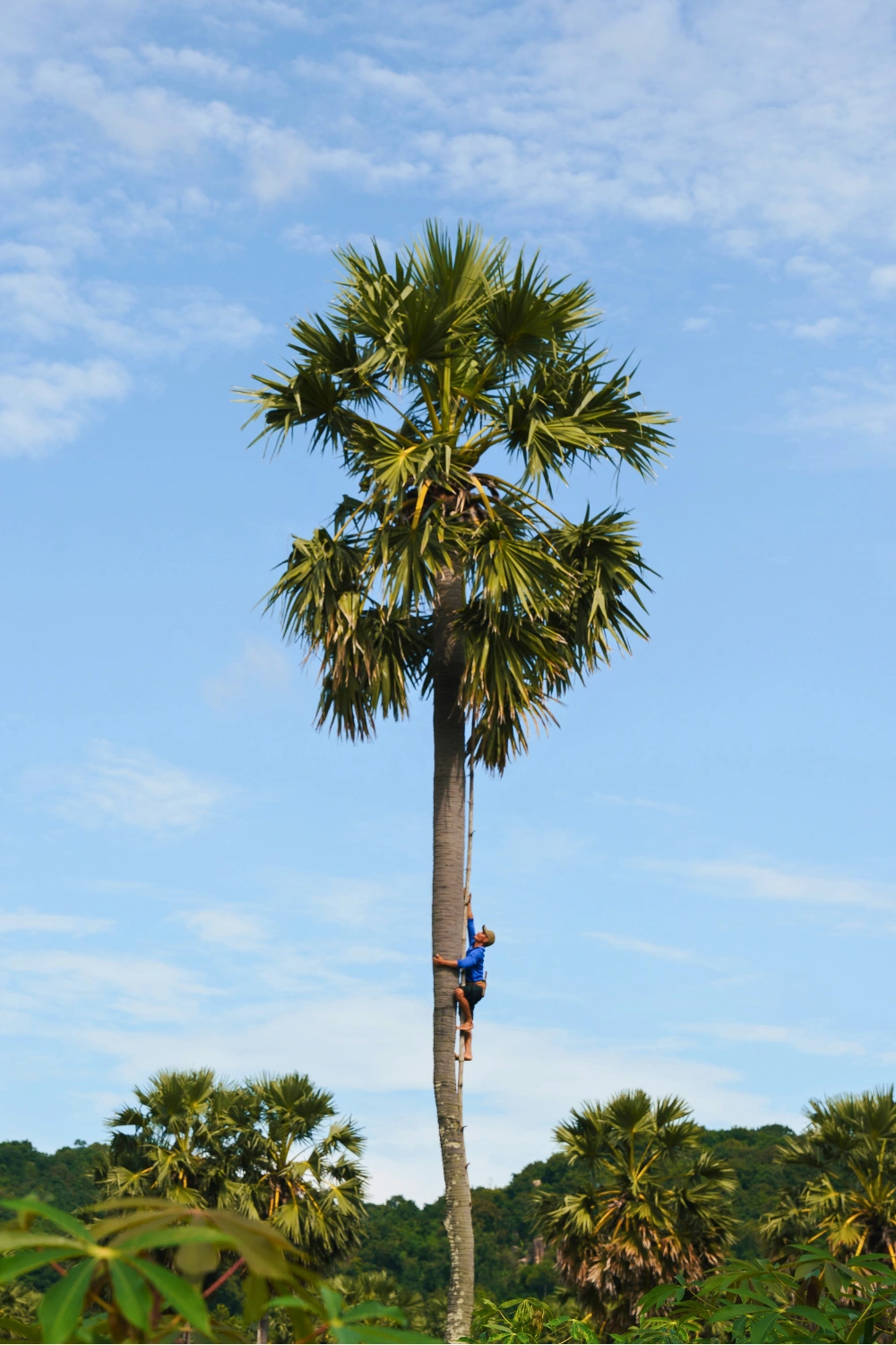 A farmer harvesting flower nectar high on a palmyra tree in Bay Nui